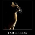 funny-pictures-cat-might-be-a-goddess